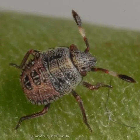 thumbnail for publication: A Stink Bug Euschistus quadrator Rolston (Insecta: Hemiptera: Pentatomidae)